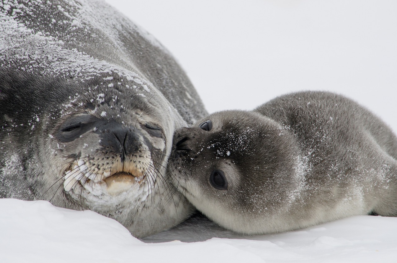 Image - seals baby pup mother kisses