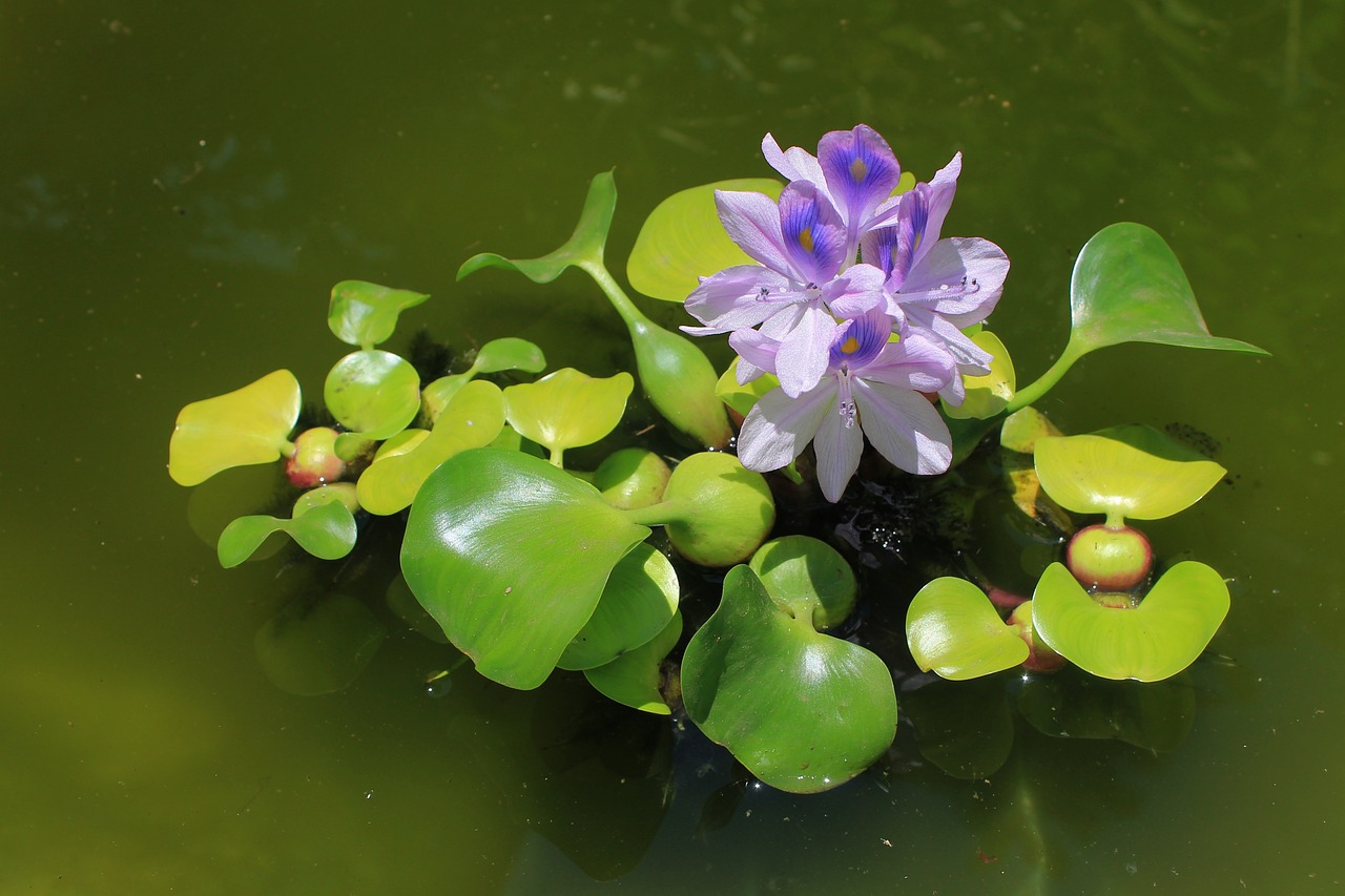 Image - water hyacinth plant purple blossom