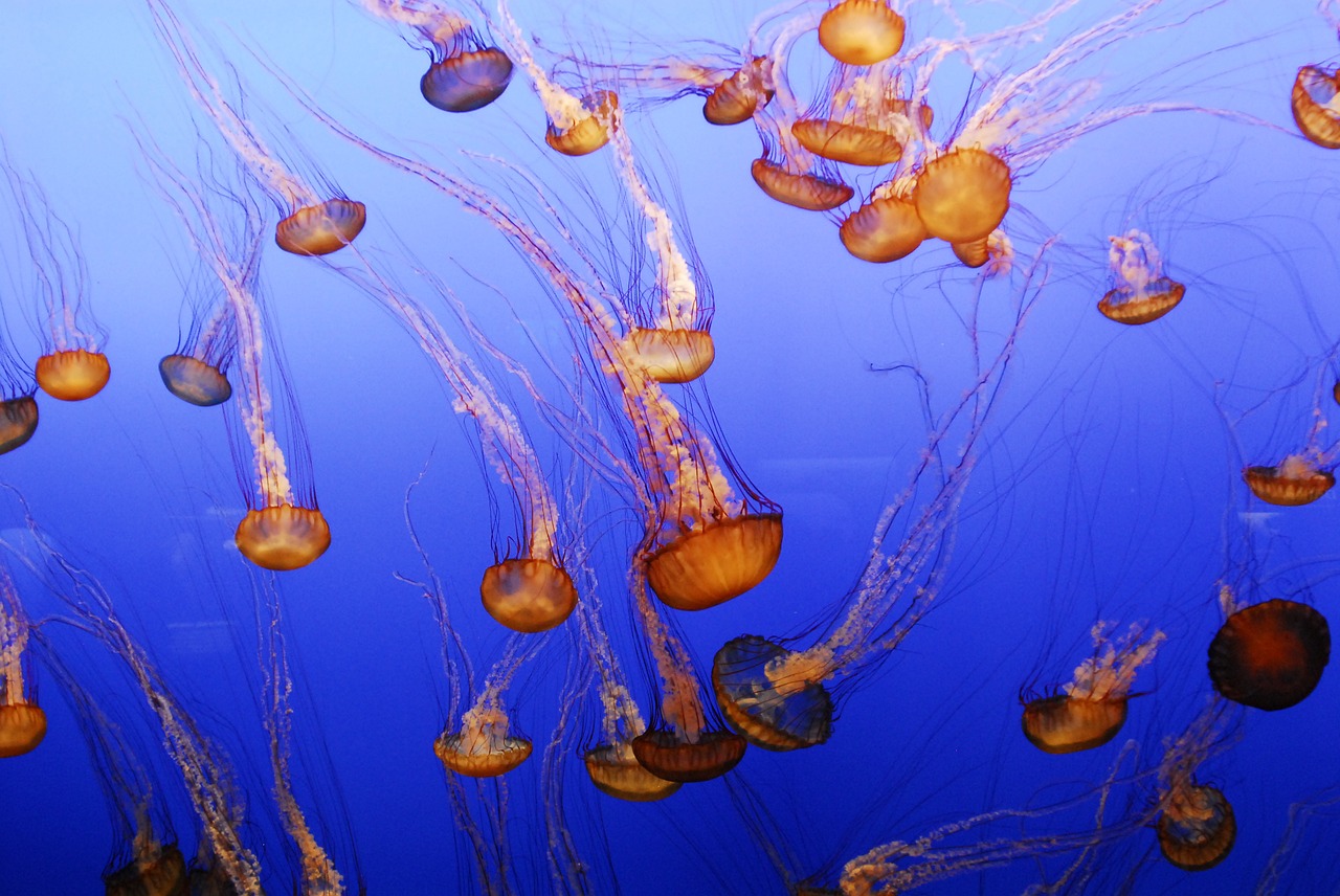 Image - jellyfish aquarium fish ocean sea