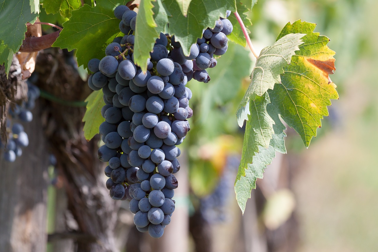 Image - wine grape vine wine harvest plant