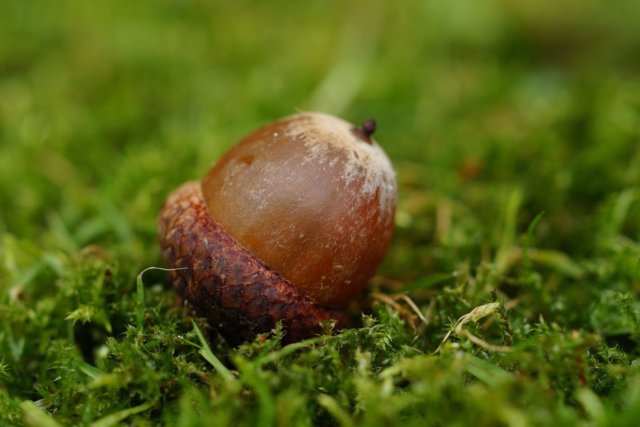 Image - acorn oak oak fruit fruit quercus