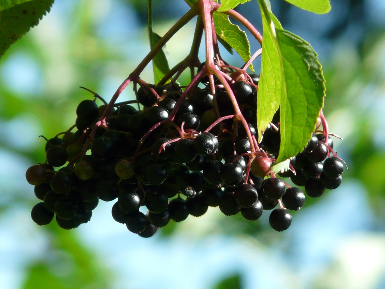 Image - black elderberry sambucus nigra