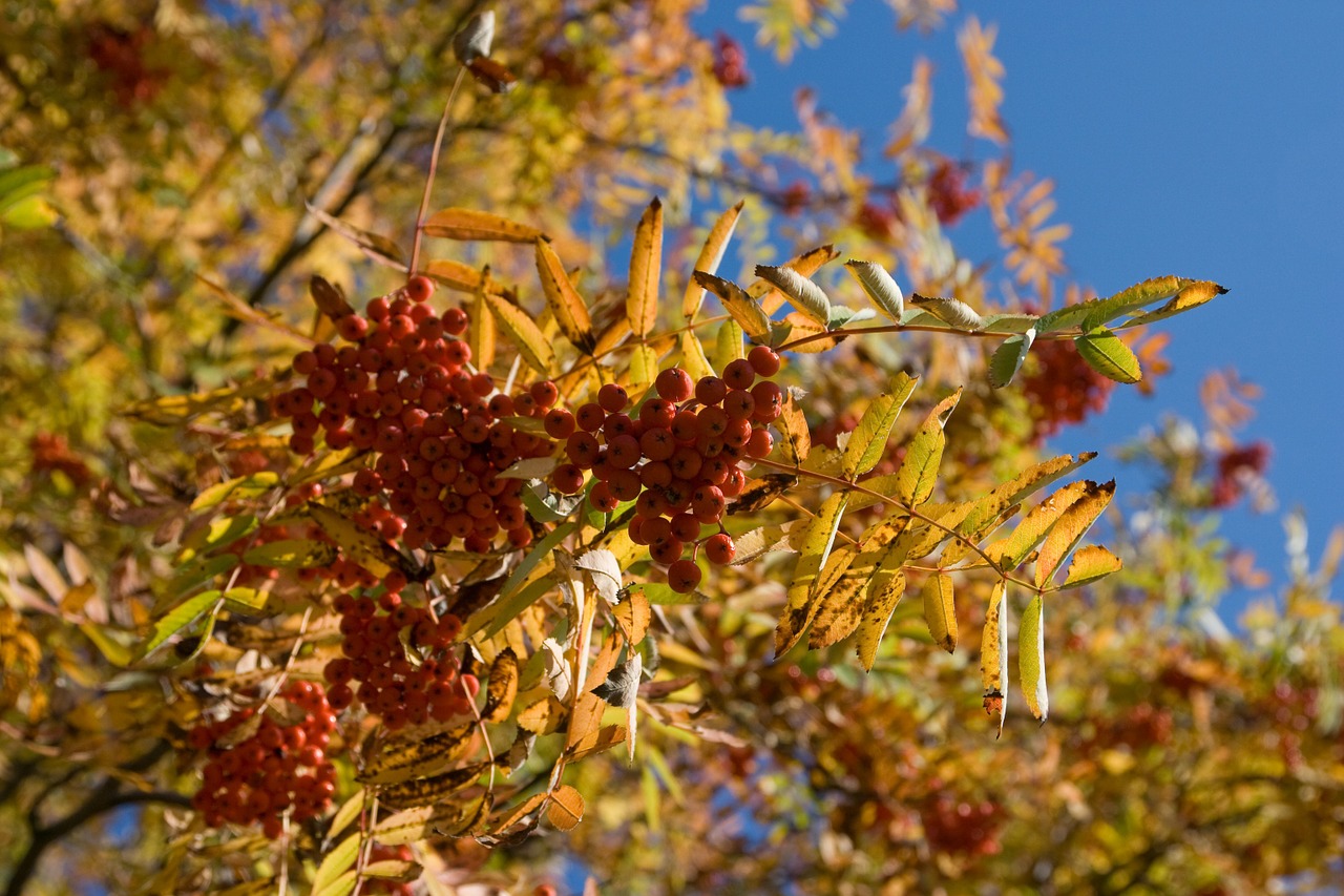 Image - autumn tree colourful leaves fall