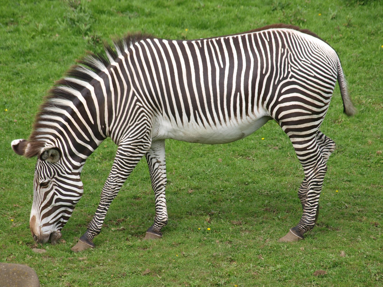 Image - zebra zoo black and white striped