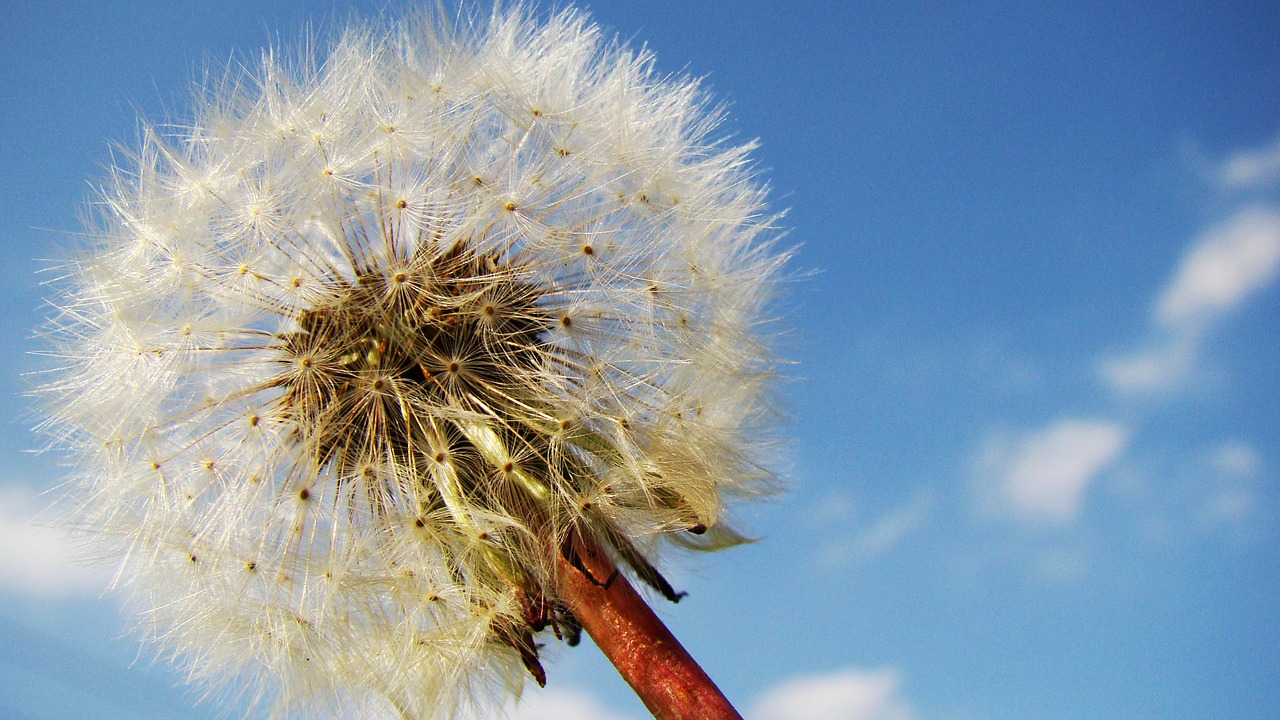 Image - dandelion dandelion seeds taraxacum