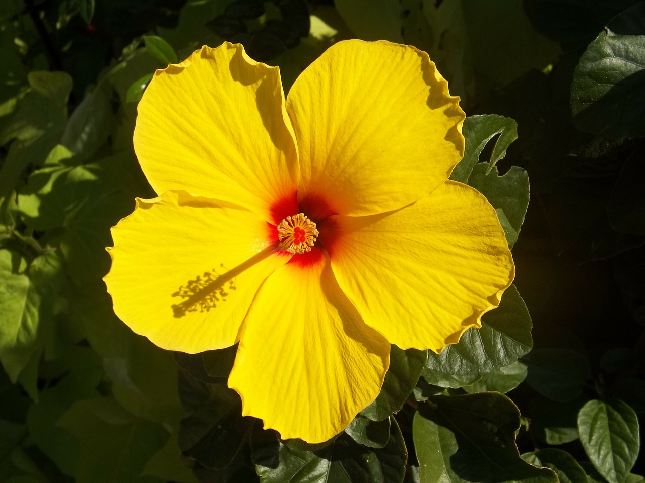 Image - hibiscus yellow flower