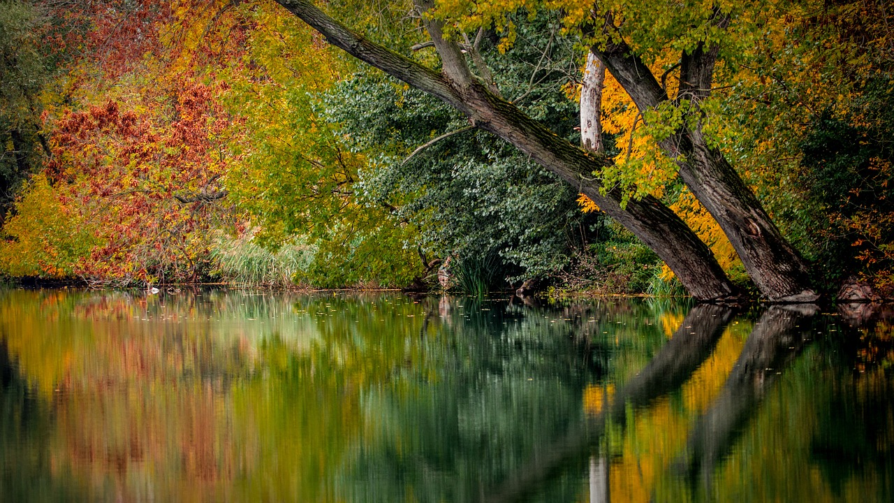 Image - autumn colors colored foliage