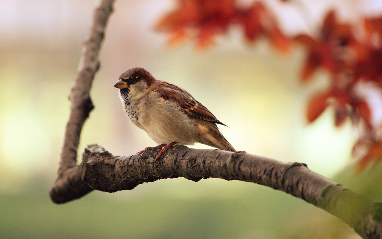 Image - sparrow tree branch bird