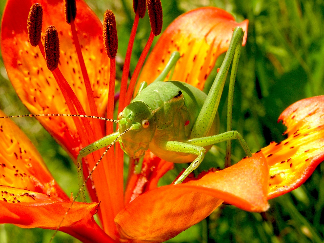 Image - grasshopper martagon lily flowers