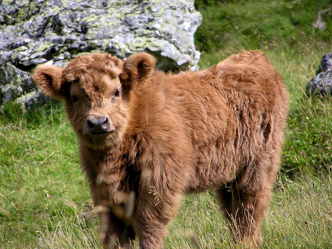 Image - haighlander cow animal puppy