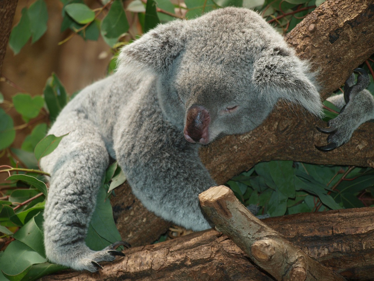 Image - koala bear australia teddy sleep