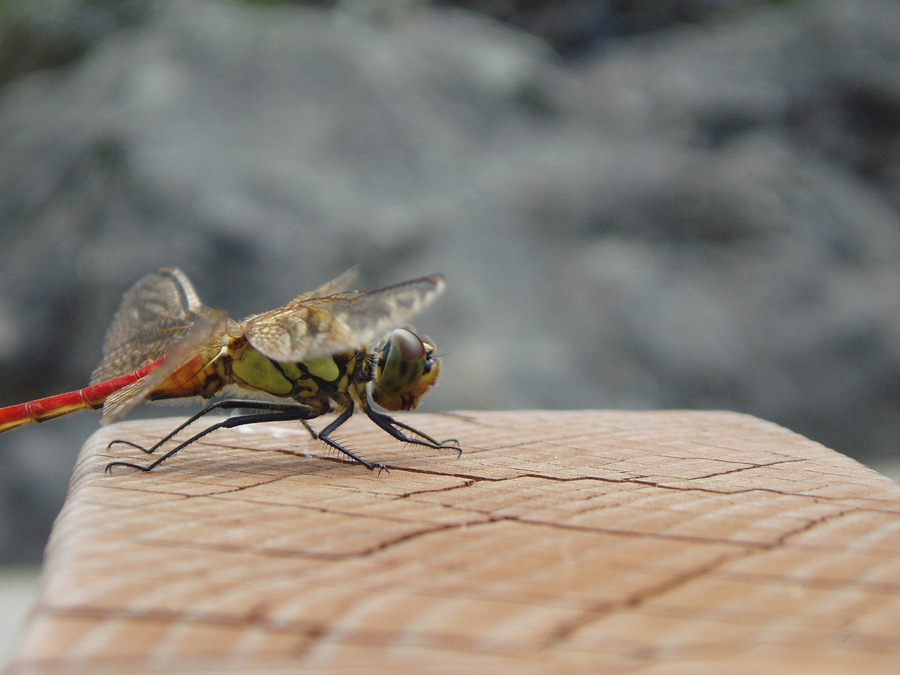 Image - dragonfly insects wing park autumn