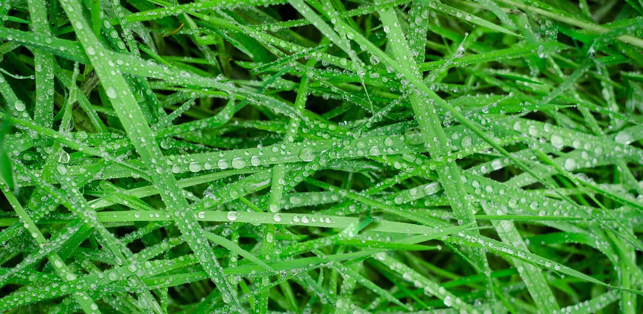 Image - green grass wet drops rain water