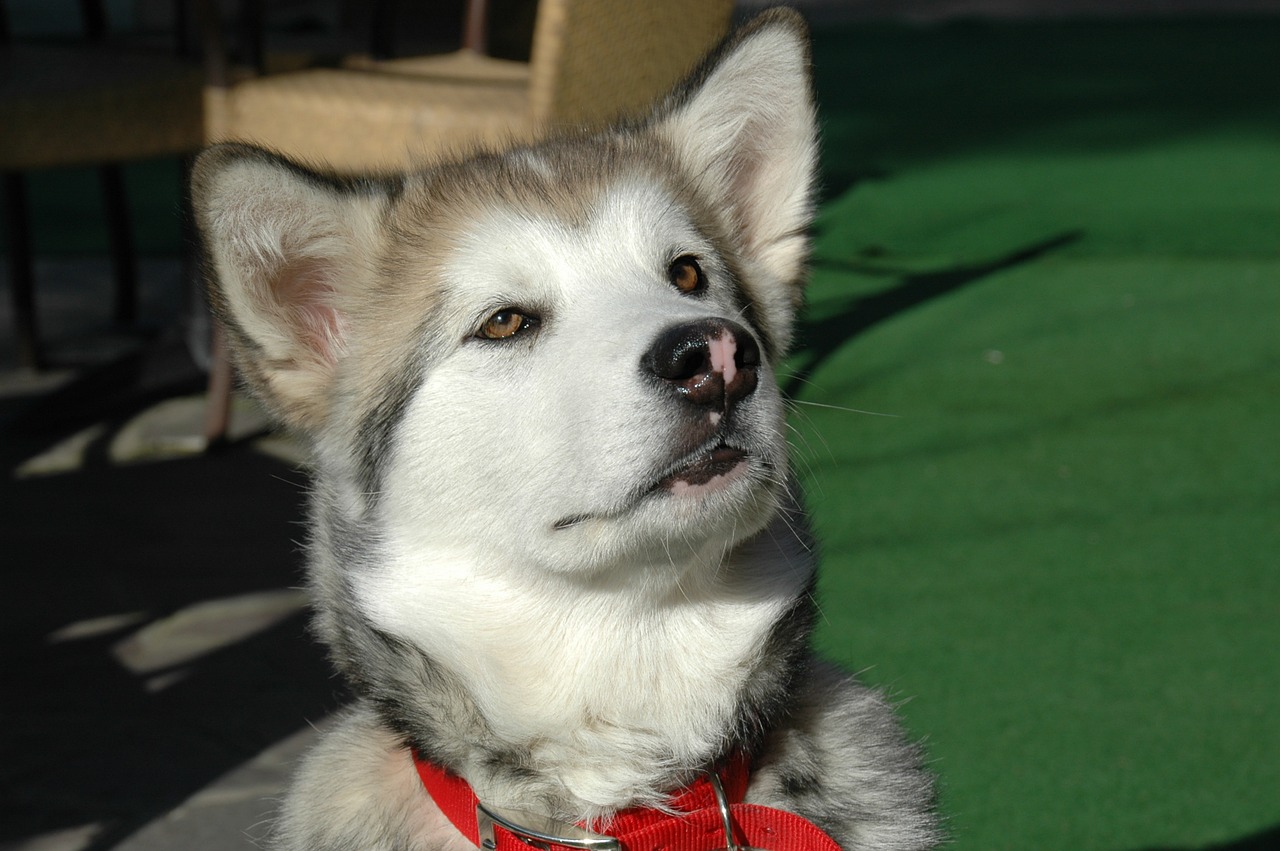 Image - alaskan malamut puppy dog