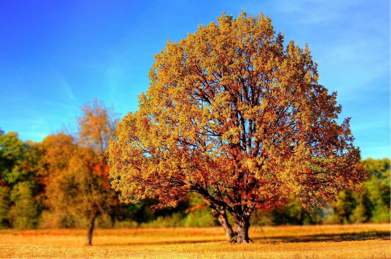 Image - tree fall fall colors fall leaves