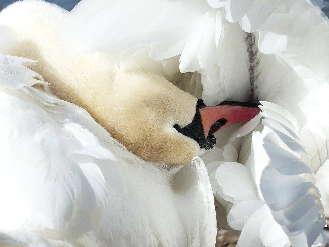 Image - mute swan swan clean bird swim