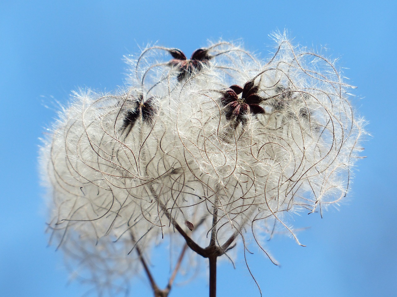 Image - clematis vitalba pods soft fluffy