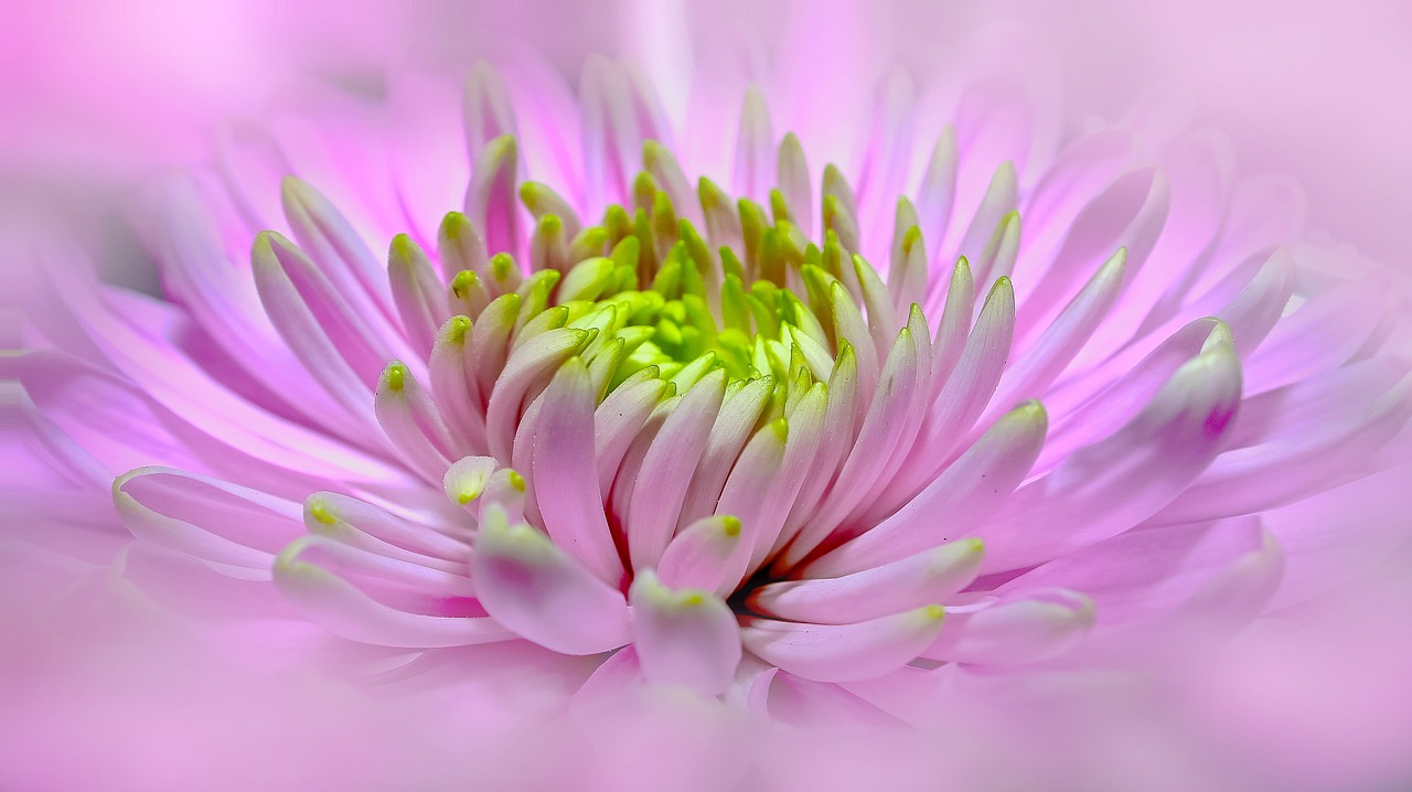 Image - dahlia pink close pano blossom